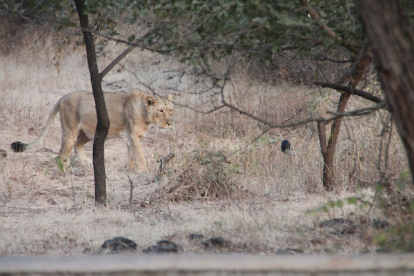 Asiatic Lion | Project Noah
