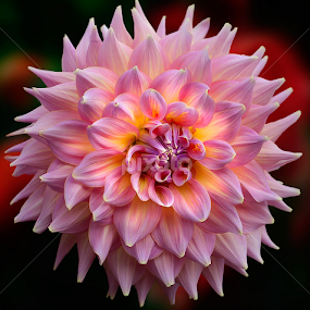 by Carl Sieswono Purwanto - Flowers Single Flower