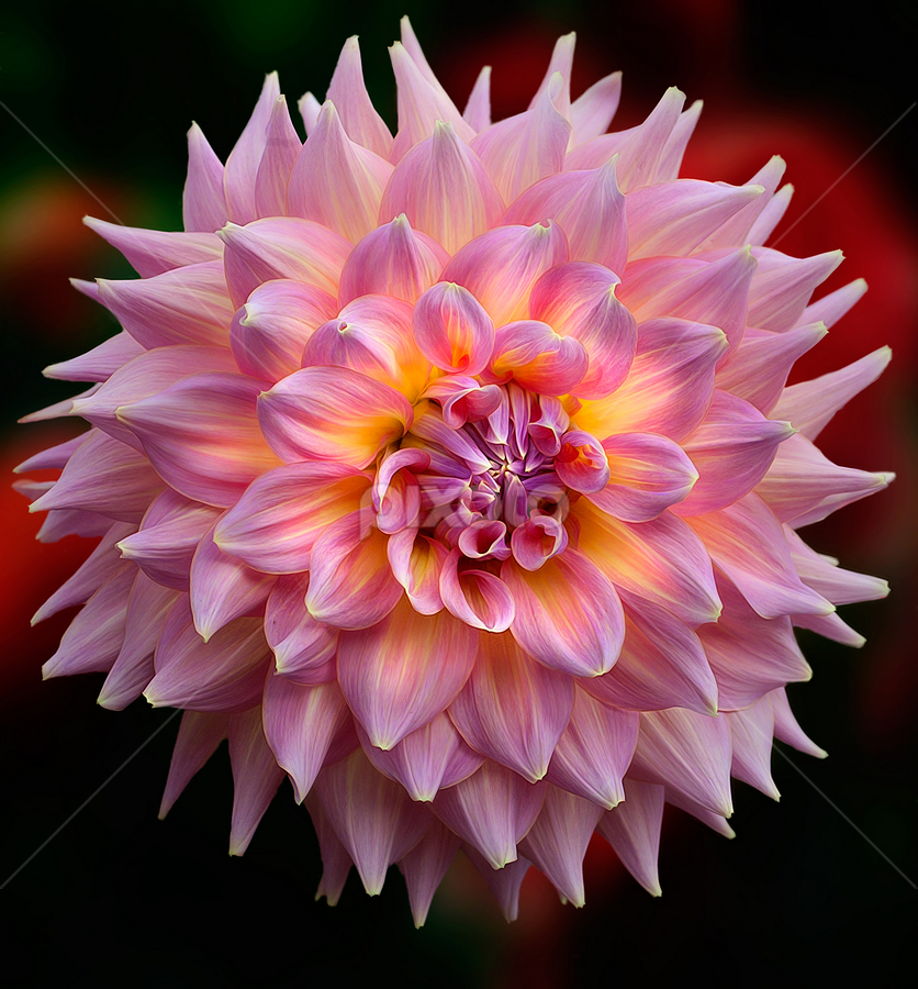 by Carl Sieswono Purwanto - Flowers Single Flower
