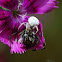 white crab spider?