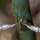 Fungus Gnats