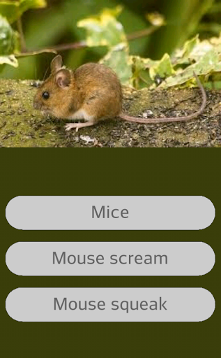 Mouse Sounds