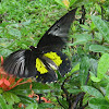 Golden Birdwing