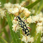 Lonhorn Beetle