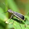 Margined Blister Beetle