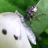Predatory Stink Bug Nymph