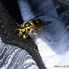 Eastern yellowjacket wasp