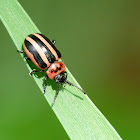 Beetle