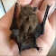 Little brown Bat