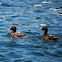 Common Eider