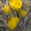 winter-daffodil