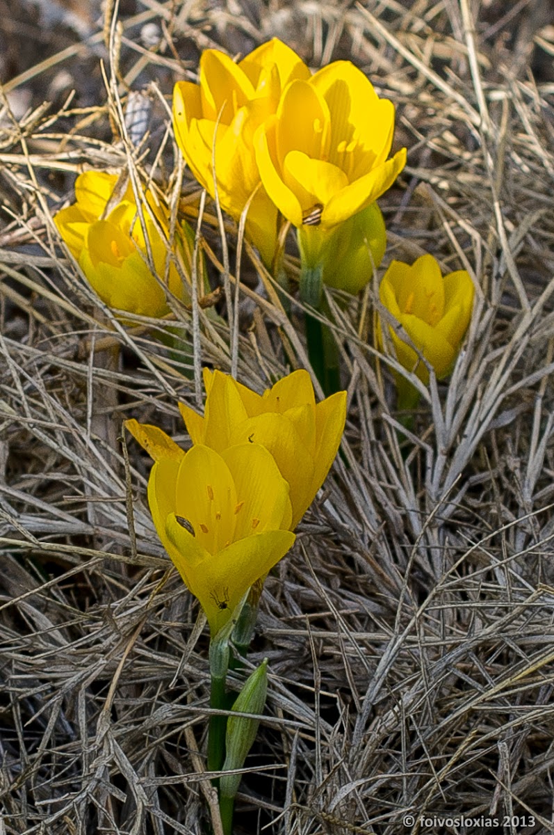 winter-daffodil