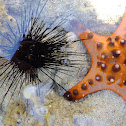 sea urchin and starfish
