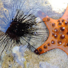 sea urchin and starfish
