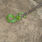 Red-tailed Green Rat Snake