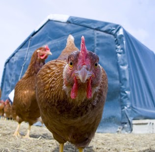 Chicken Coop Building Free Screenshots 0