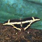 Eastern Giant Swallowtail