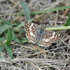 Checkered White Skipper Butterfly