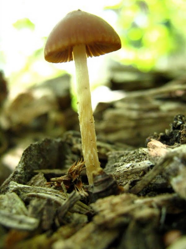 Mystery Mushroom