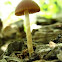 Mystery Mushroom