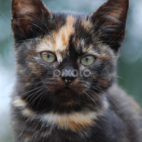 by Sonja Stajic - Animals - Cats Portraits