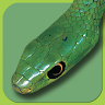 Snakes of Southern Africa Lite Application icon