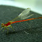 Red Damselfly