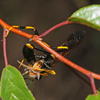 Black and yellow mud dauber (with jumping spider prey)