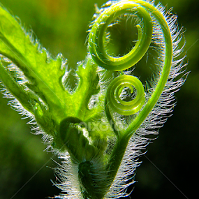 by Ruri Irawan - Nature Up Close Leaves & Grasses