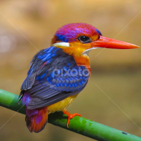 by Sanjay Nagaonkar - Animals Birds