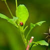 unknown ladybug