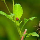 unknown ladybug