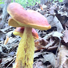 Shaggy-stalked Bolete