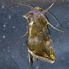 Golden Looper moth