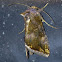 Golden Looper moth