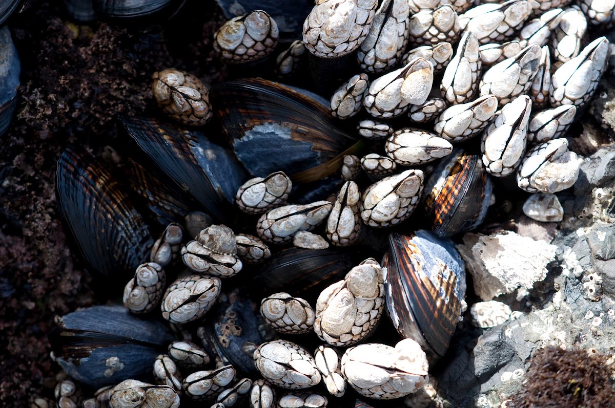 Barnacles and Blue Mussels