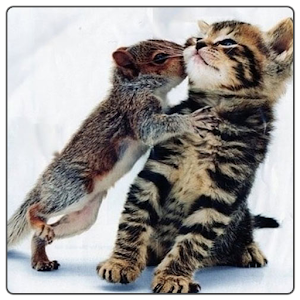 可愛い動物画像[ネコ].apk 1.0