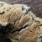 Tan Pored Crust mushroom