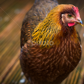 Cinnamon by Jack Hardin - Animals Birds