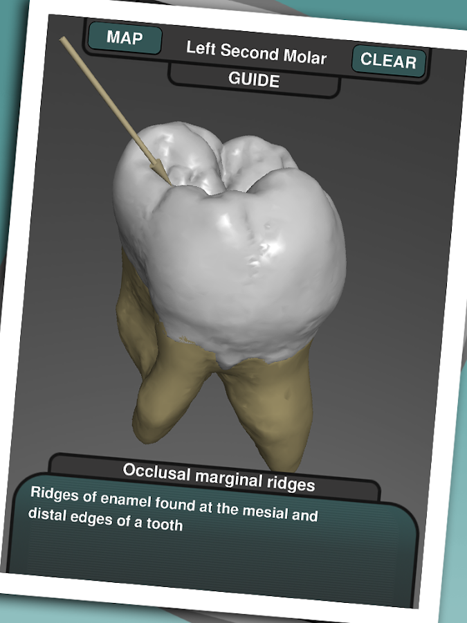 Real Tooth Morphology - screenshot