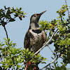 Northern Flicker (red shafted)