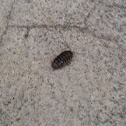 Roly Poly or Pill Bug