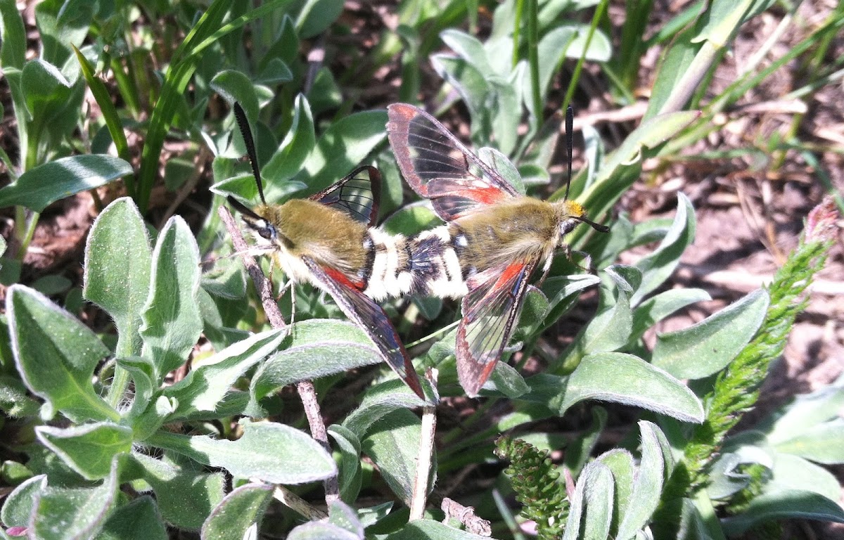 Rocky Mountain Clearwing or Bee Hawk Moth