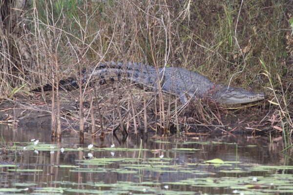 Esturine Crocodile | Project Noah