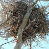 Bald eagle's nest