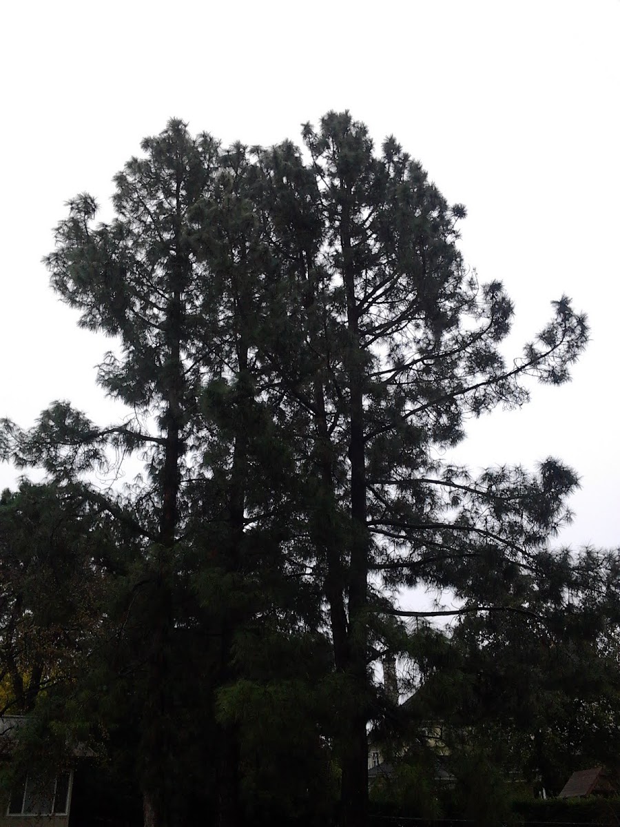 Conifer tree