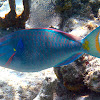 male Stoplight Parrotfish
