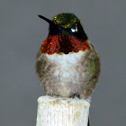 Ruby Throated Humming Birds