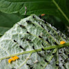 Bordered patch eggs