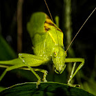 Katydid